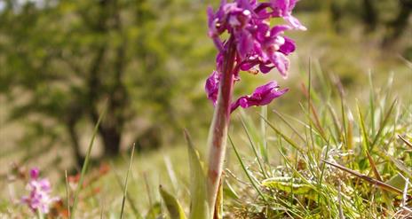 Image is a close up of a pink wild flower in a field