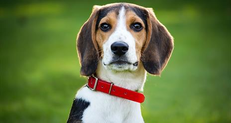 Image of dog with red collar