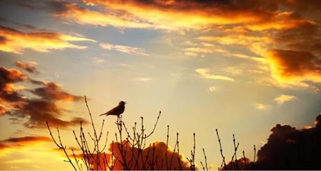 Bird on tree branch at dusk.