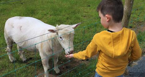 Image is of a boy feeding a lamb at Laganvale Farm
