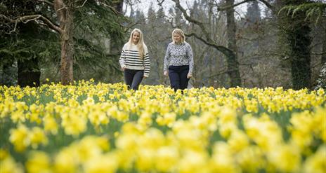 Image shows a mother a daughter walking through field of daffodils