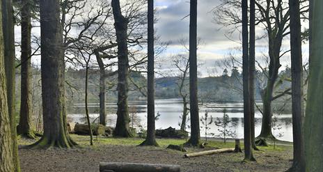 View of the lake at Hillsborough Forest from behind trees