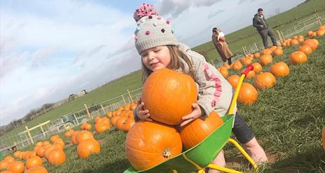 Child with wheelbarrow full of pumpkins in Pumpkin Patch at Streamvale Farm