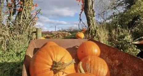Image is of pumpkins in a wheelbarrow at Blackberry Farm Lisburn