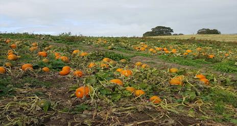 Image is a field full of pumpkins at Laganvale Farm