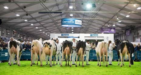 Image shows exhibitor shows a brown cow in ring