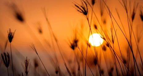 Image shows stems from grasslands with bright orange sunrise in the background