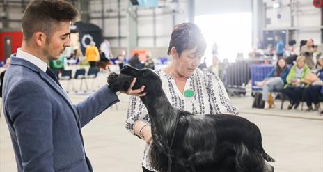 Judges judging a dog at the Belfast Dog Show