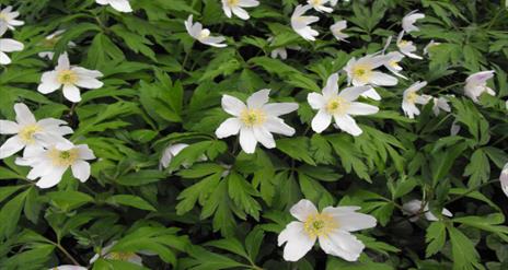 Image shows White Flowers and green leaves.
