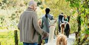 Image shows a family on the Alpaca Trail leading some Alpacas through the country trail.