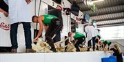 Sheep Shearing in process