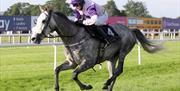 Image shows jockey riding grey horse during race