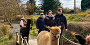 Halloween Alpaca Trekking