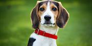 Image of dog with red collar