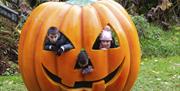 Giant pumpkin