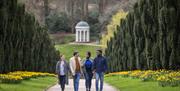 Two couples walking through a yew tree lined walk with daffodils on either side