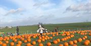 Children playing in Streamvale Farm pumpkin patch