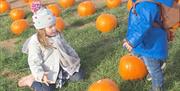 Children playing in Streamvale Farm pumpkin patch