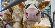 Two Cattle looking straight at the camera