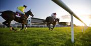 Horses with jockeys racing