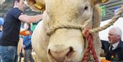 Two men getting a bull ready for the show ring
