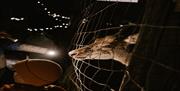 Image shows Reindeer