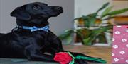 Image is of a black dog with a rose on its paw