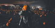 Image is a Halloween image showing pumpkins