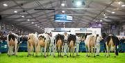 Image shows exhibitor shows a brown cow in ring