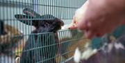 Image shows rabbits being fed at Streamvale Farm.