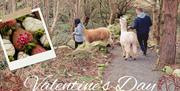 Alpaca Trail on Valentine's Day