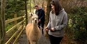Women walking alpca with men walking alpaca behind her