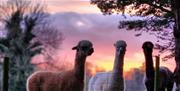 Adults only alpaca trekking