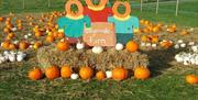 Laganvale Farm pumpkin patch at Halloween