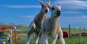 Image shows to baby lambs at Streamvale Farm