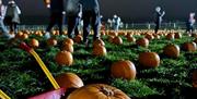 Couple taking selfie in pumpkin patch at Streamvale Farm