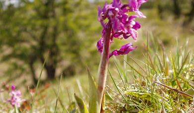 Image is a close up of a pink wild flower in a field