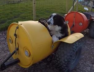 Chase the sheep dog going for barrel ride at Streamvale Open Farm, Belfast.  