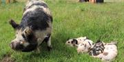 Sow with 4 baby piglets on grass