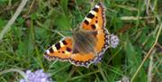 Image is a close-up of a colourful butterfly in a field