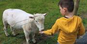 Small boy feeding goat