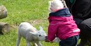 Image is of a child feeding a lamb milk from a bottle