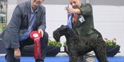 Image from winning dog at Belfast Dog Show 2021