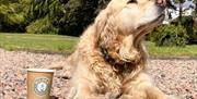 Image is of a dog in the grounds of Hilden Brewery with a coffee cup beside him