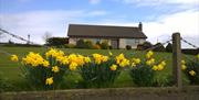 Image shows yellow daffodils planted in the foreground with the lawn and cottage in the background