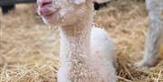 Image is of a new born lamb