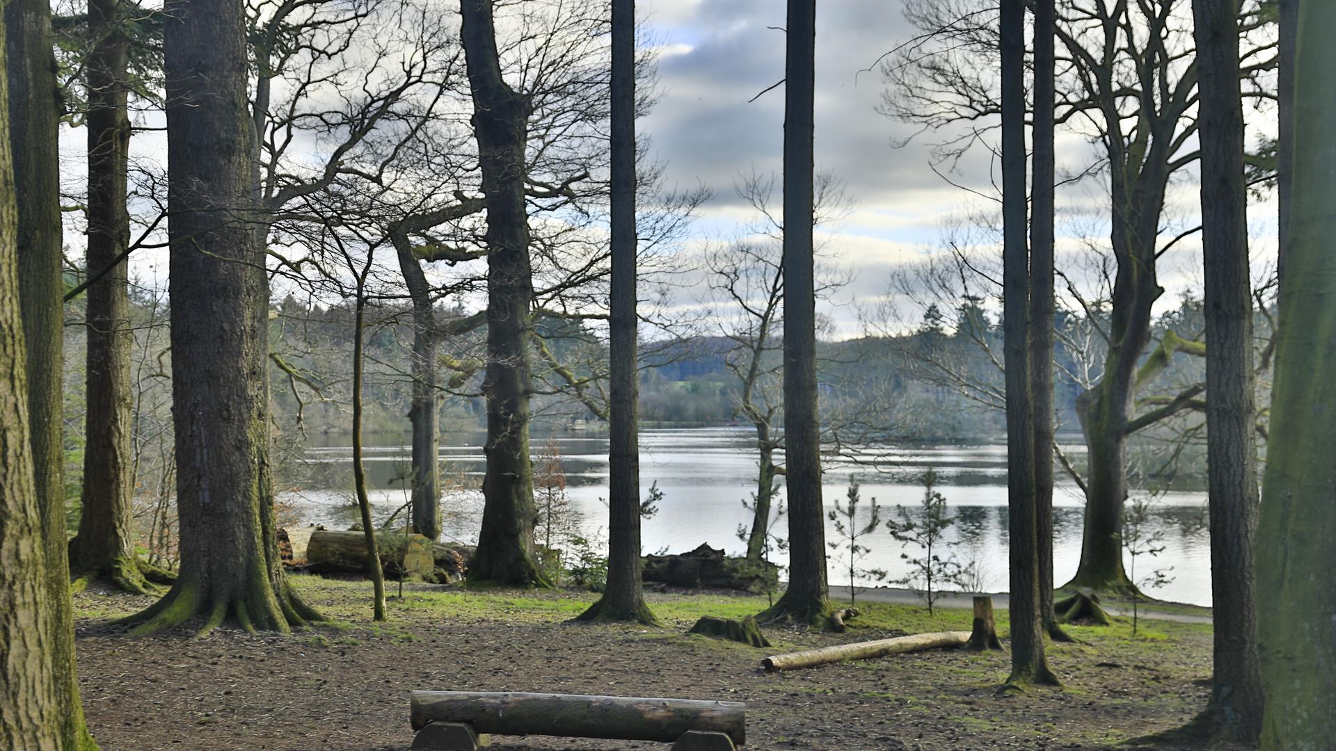View of the lake at Hillsborough Forest from behind trees View of the lake at Hillsborough Forest from behind trees