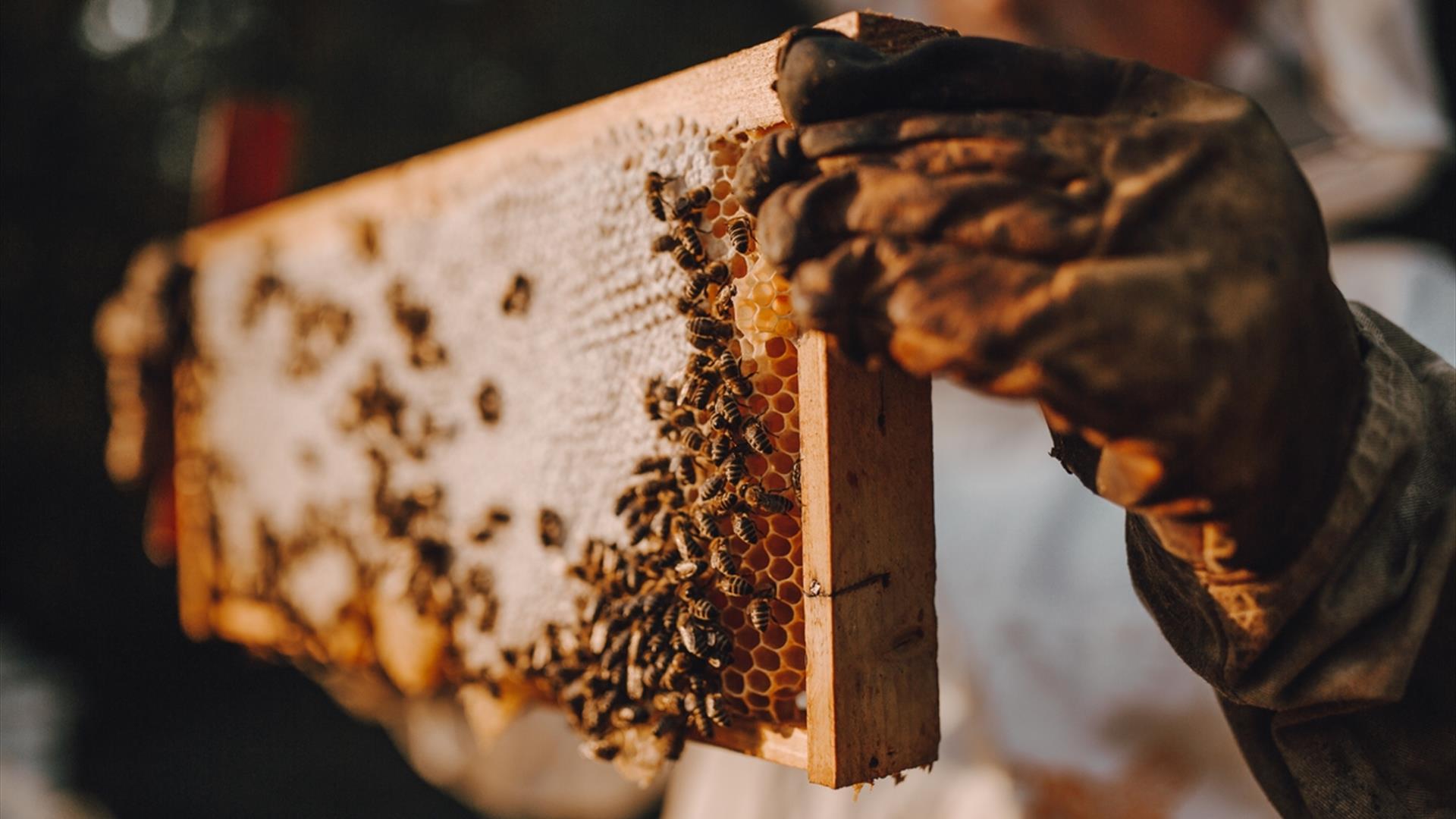 Image is of a beekeeper holding a hive full of bees