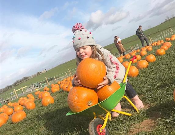 Child with wheelbarrow full of pumpkins in Pumpkin Patch at Streamvale Farm