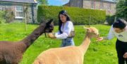 Image is of the 2 alpacas at Ivy Cottage